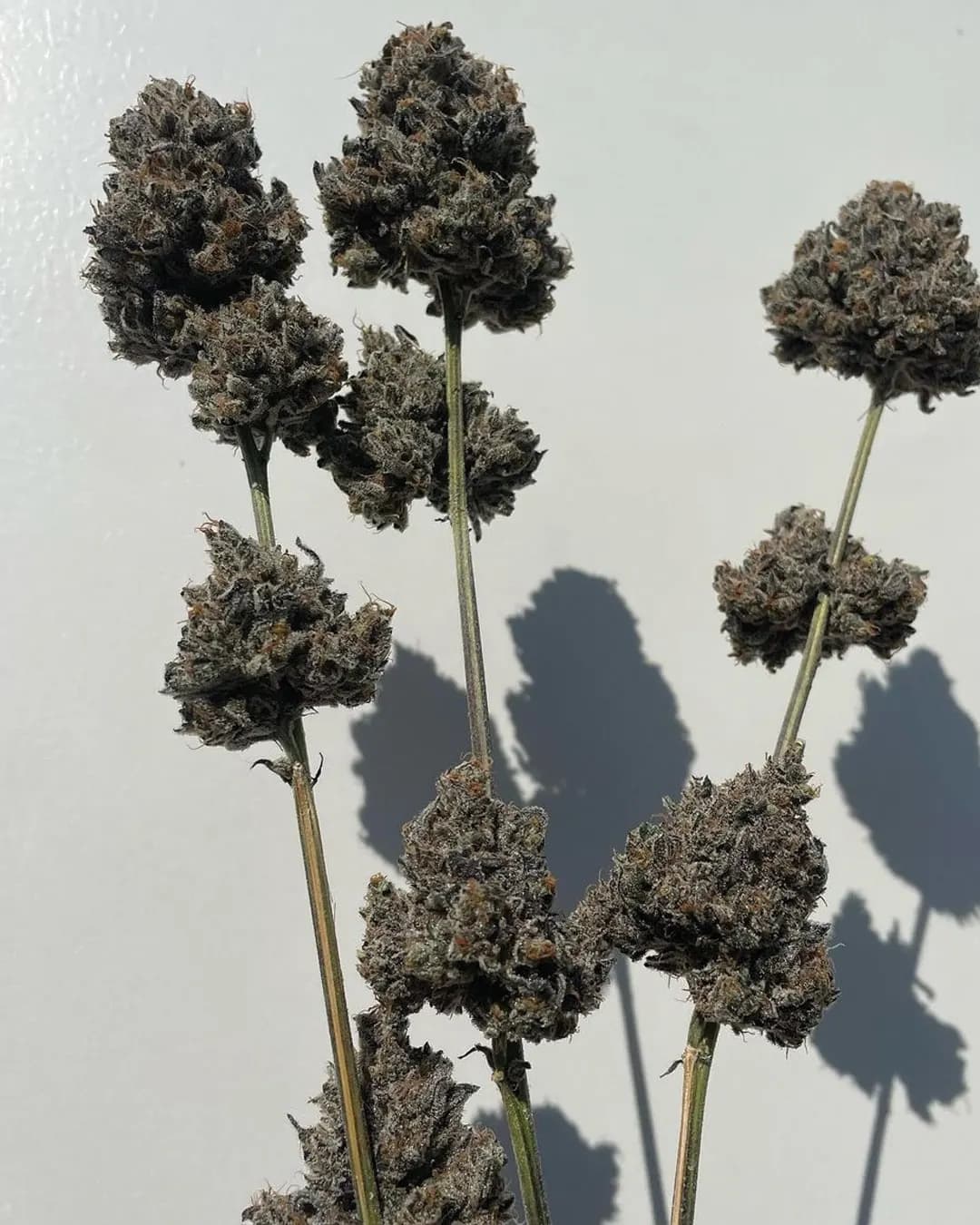 Unicorn Sherbert photo 12