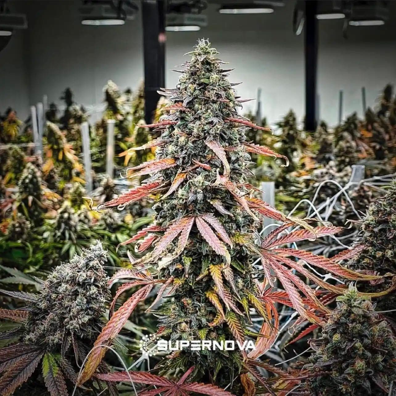 Unicorn Sherbert photo 1