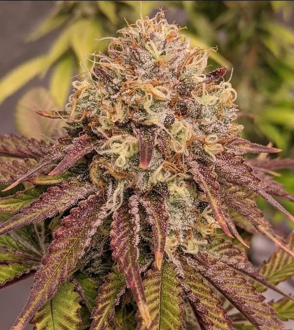 Unicorn Sherbert photo 2