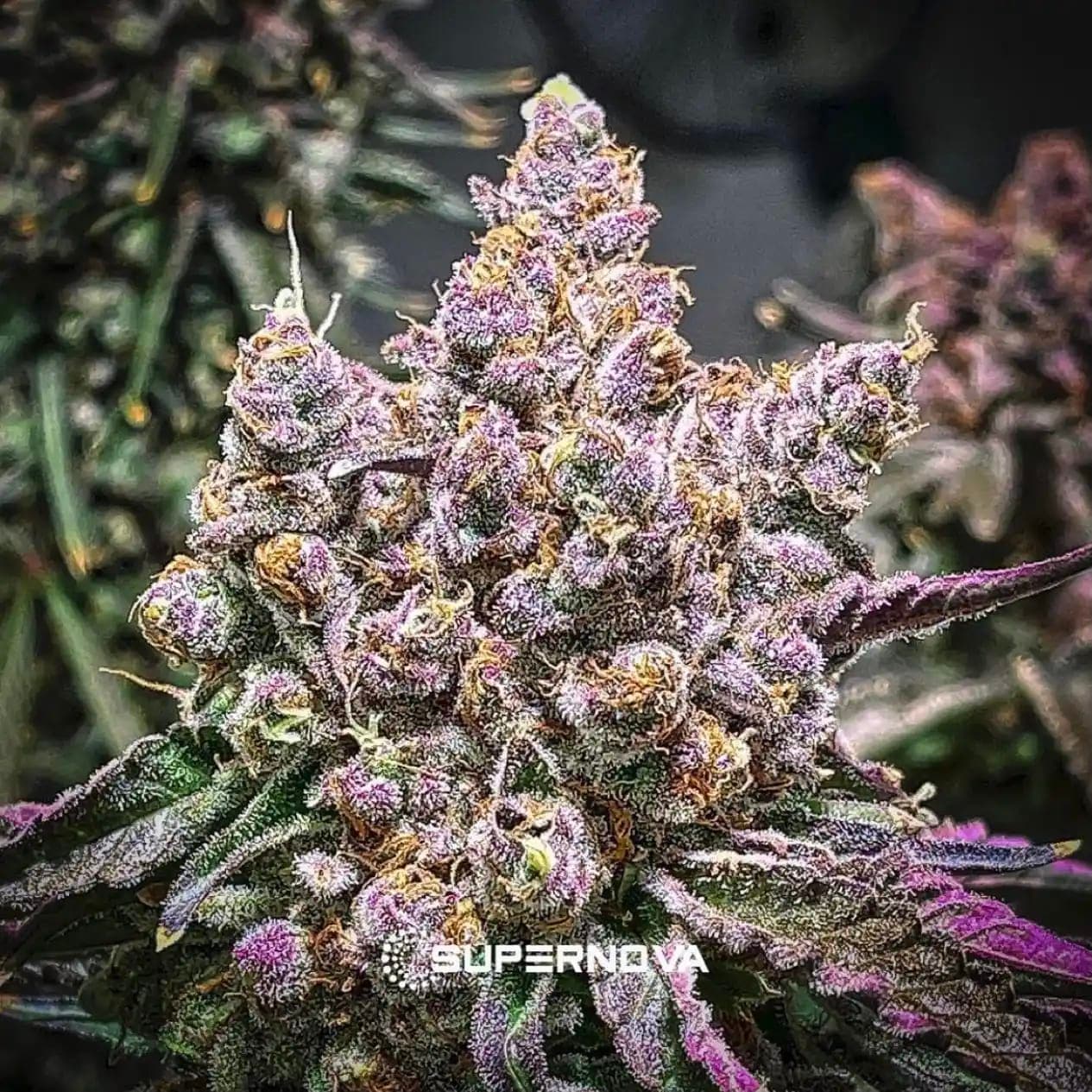 Unicorn Sherbert photo 5