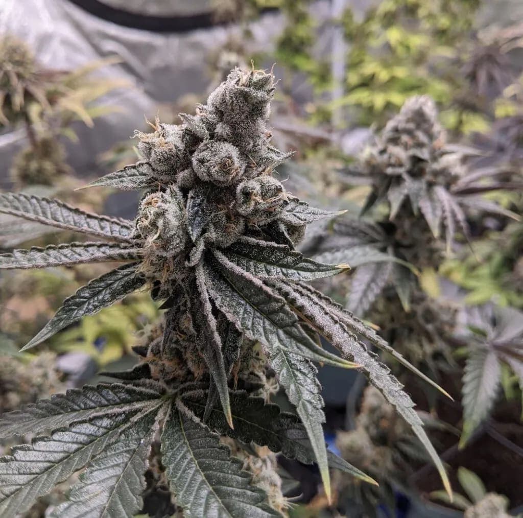 Unicorn Sherbert photo 7