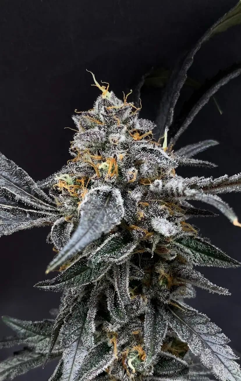 Unicorn Sherbert photo 8