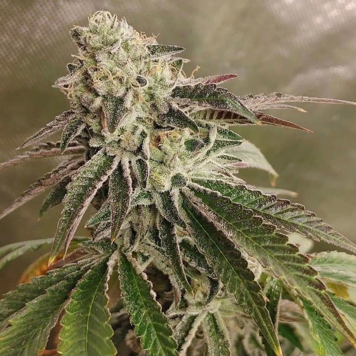Unicorn Sherbert photo 10