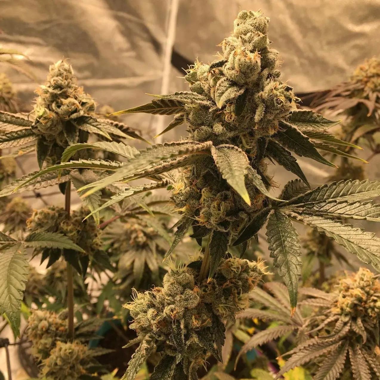 Unicorn Sherbert photo 11